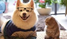 童年里的那只猫