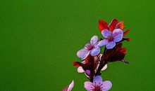 聆听春天的脚步