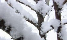 关于雪的零散记忆