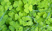 窗台的那抹绿色