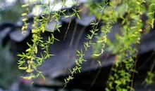 春天在时光岁月中