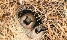 大自然的建筑师