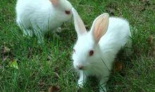 我的小白兔