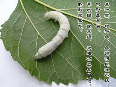 春季蚕