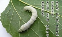 春蚕