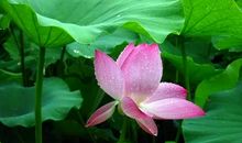 拥有善良才是真正的美丽