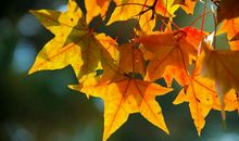 有一种美叫秋叶