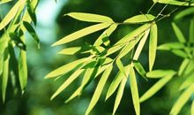 记忆中的那抹绿