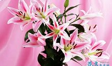 心田上的百合花读后感