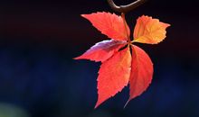 我努力读懂母亲的爱