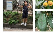 奶奶家的枇杷树