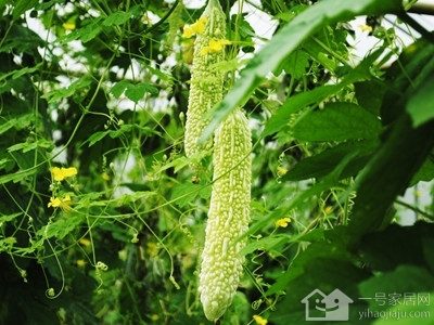 我爱故乡的苦瓜