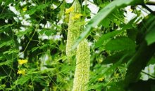 我爱家乡的苦瓜