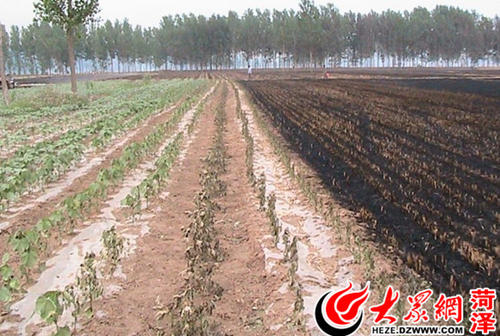 盯着麦茬字段_100个单词