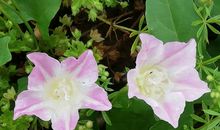 每一种草都会开花