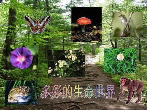 生活世界