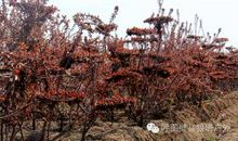 轻叹汉语百般美