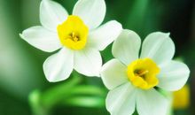 我心中的水仙花