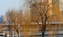 这个不寻常的春天