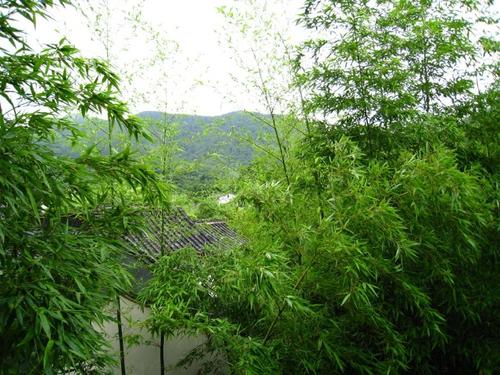 竹在风雨中