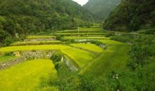 美丽山林打动了我