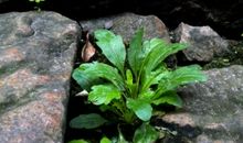 夹在石缝中的小草