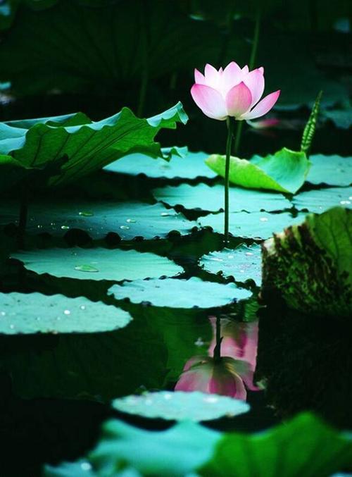 莲花真漂亮