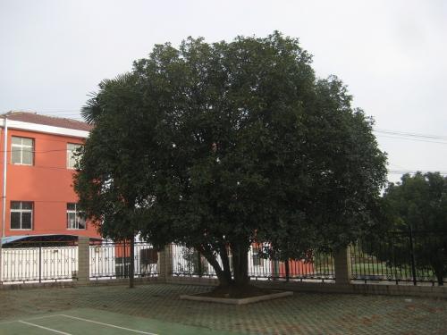 桂花树上学