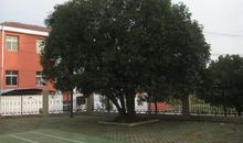 学校的桂花树