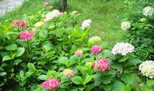 五颜六色的初夏