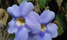 阳光下有朵不败的花