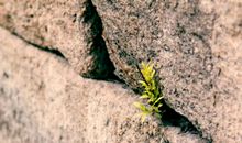 石缝中的小草打动了我