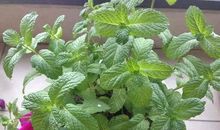 一株顽强的薄荷草