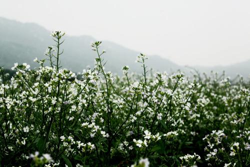故乡菜园