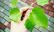 丢在地上的奶盒