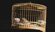 如果我是笼中鸟