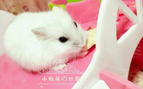 可爱温顺的小狗-小绵花