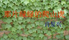 读《那片绿绿的爬山虎》后感_400字