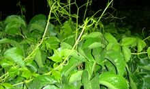 那片幽幽的爬山虎_750字