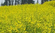 又是春风吹来时