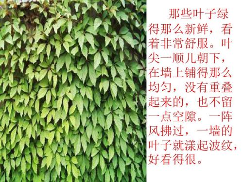关于阅读“绿色爬行者” _800字的思考