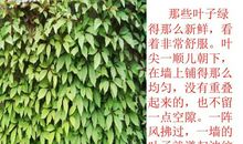 读《那片绿绿的爬山虎》有感_800字