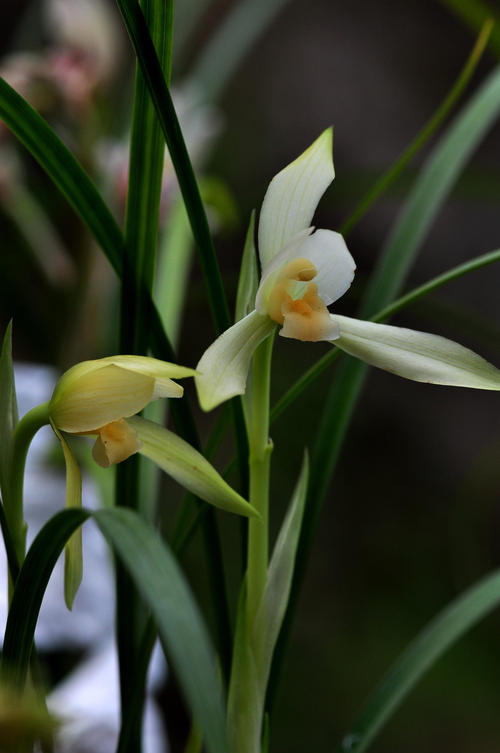 当兰花再次开花