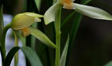 又到兰花盛开时