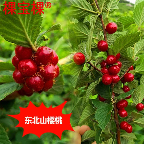 小樱桃树