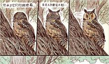 心中那颗老杨树