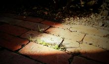 心中那一缕阳光