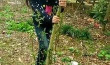 螳螂捕蝉读后感