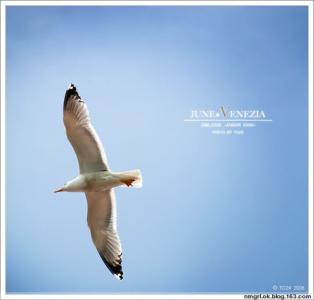 为了梦想，张开翅膀飞翔