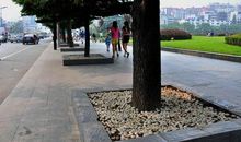 行道树，我想对你说